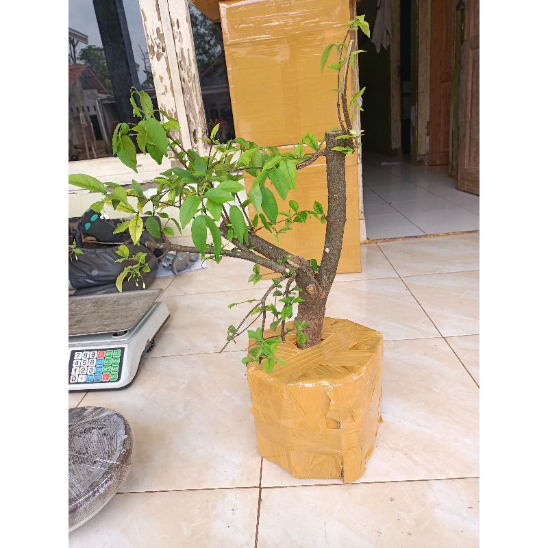 bahan bonsai anting putri - bakalan bonsai anput