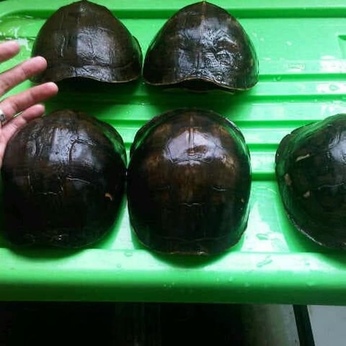 

Kura ambon batok Diskon
