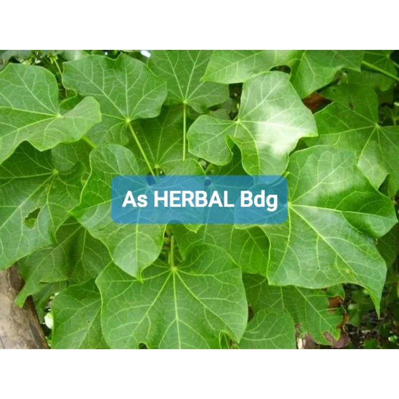 

Daun Jarakpagar Segar - GRATIS daun pegagan segar-az