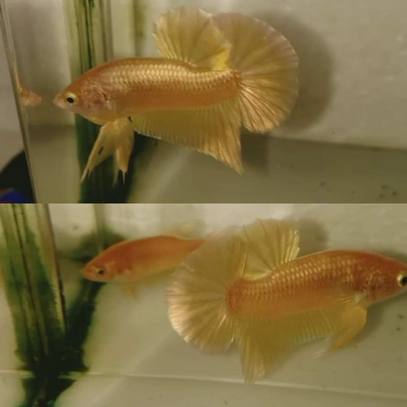 Cupang Super Gold 24Karat Import Thailand