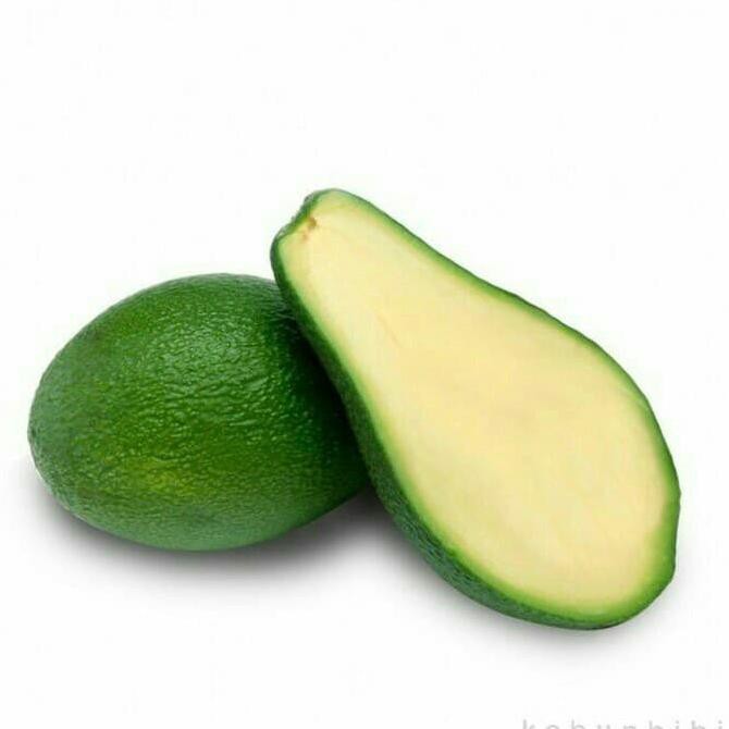 Kw Import Bibit Alpukat Tanpa Biji Super $_$