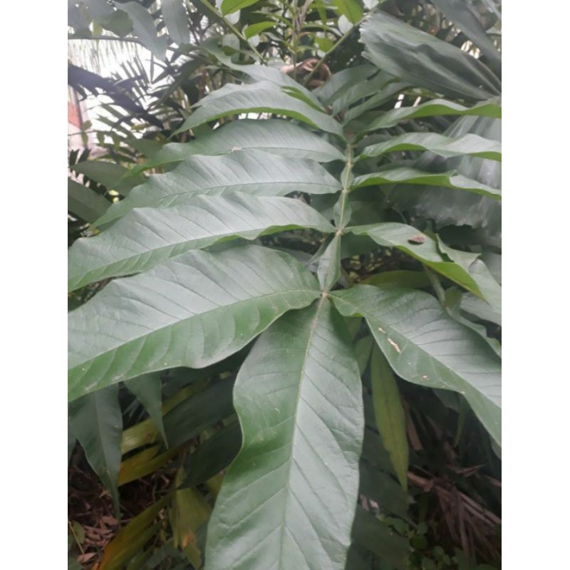 

daun sungaki segar / daun sungkai herbal 200gram