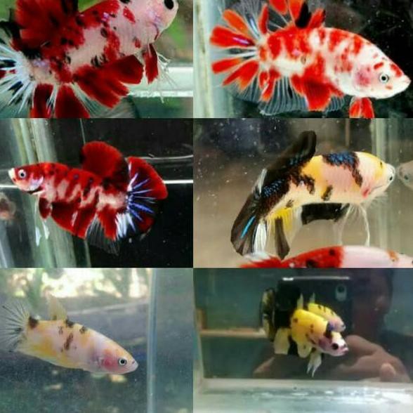 Awal Anakan Burayak Ikan Cupang Koi Nemo Emerald Merah Kuning Galaxy Male Jantan Akhir Shopee Indonesia