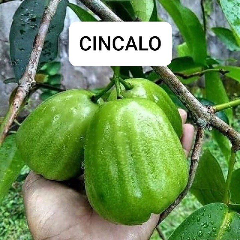 Bibit jambu air Cincalo