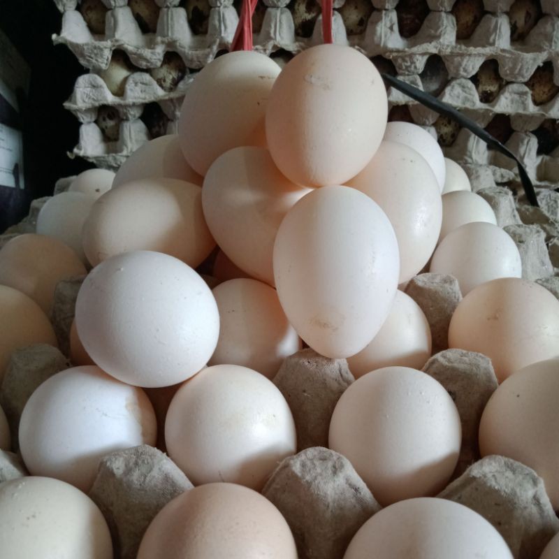 

TELUR AYAM KAMPUNG SEGAR