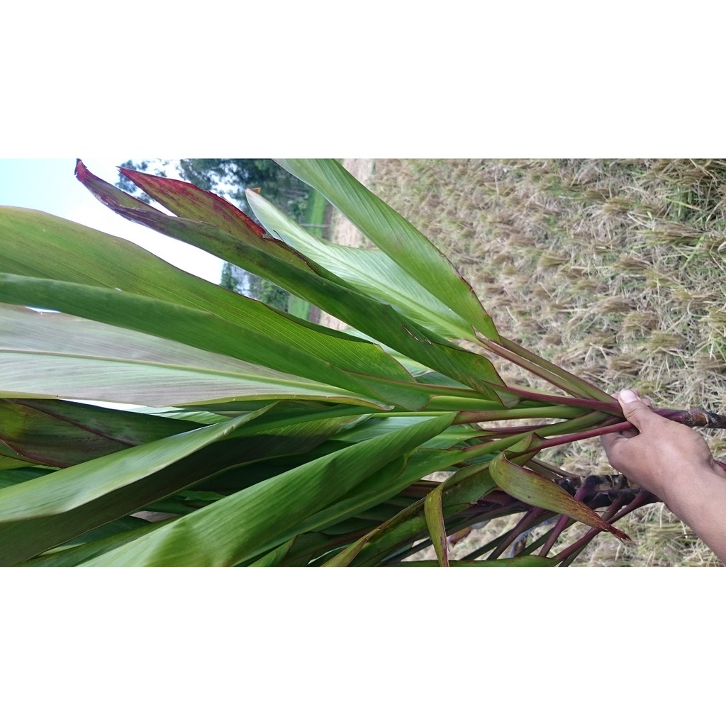 Daun Hanjuang Andong Hijau