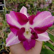 anggrek dendrobium  king dragon