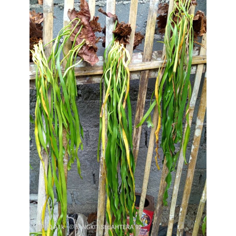 tanaman hias kadaka dasi/panjang /rumpai unik /langka