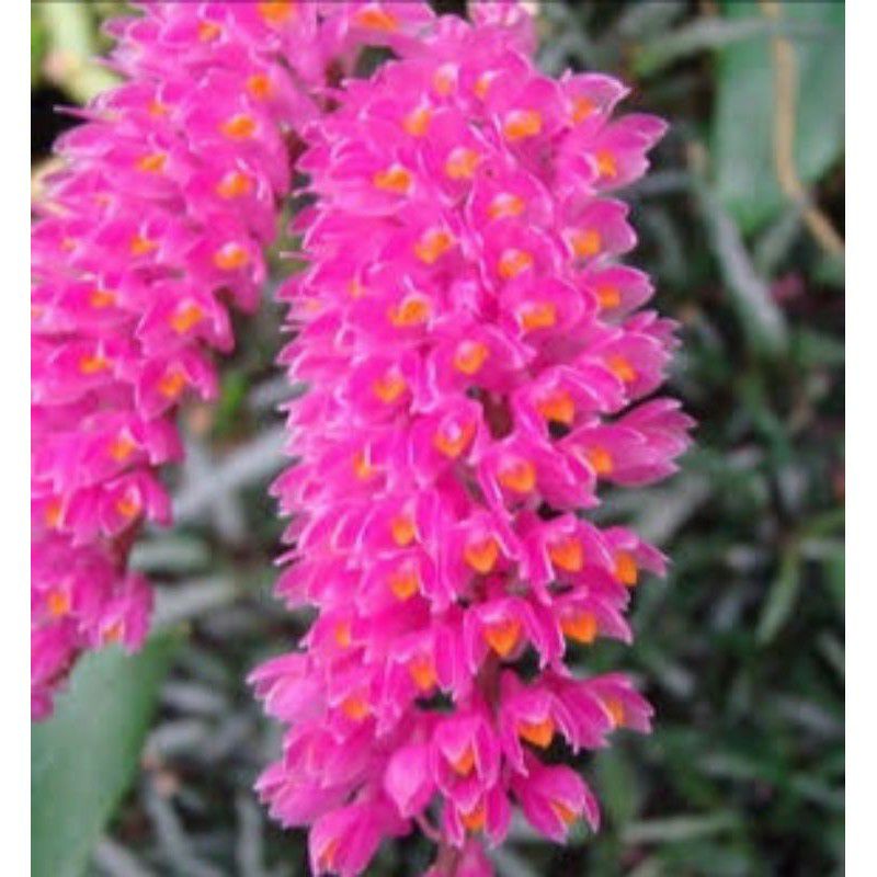 PROMO Anggrek Dendrobium Scundum