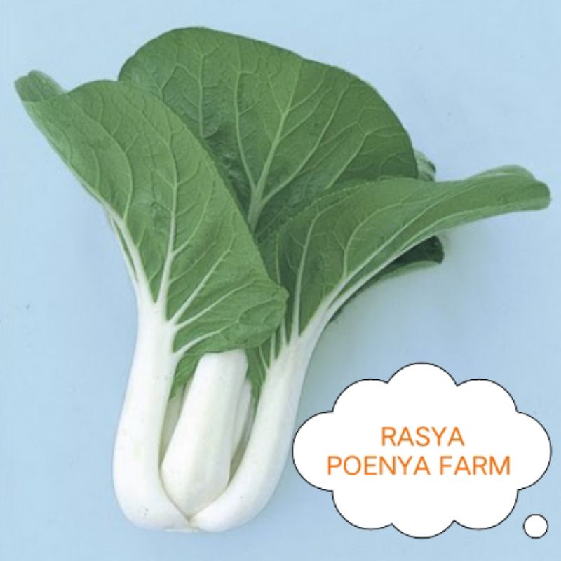 Benih pakcoy putih