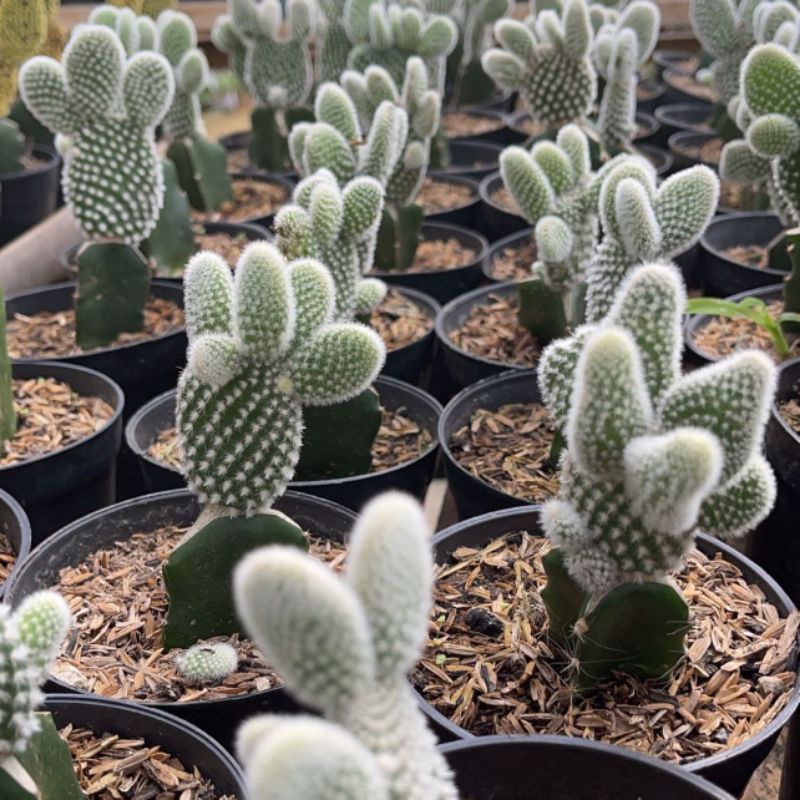 Kaktus Grafting Mickey | Opuntia Microdays