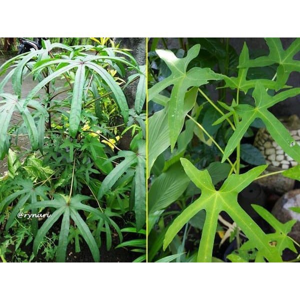 

Daun Gedi - Daun Pepaya Jepang Perlembar