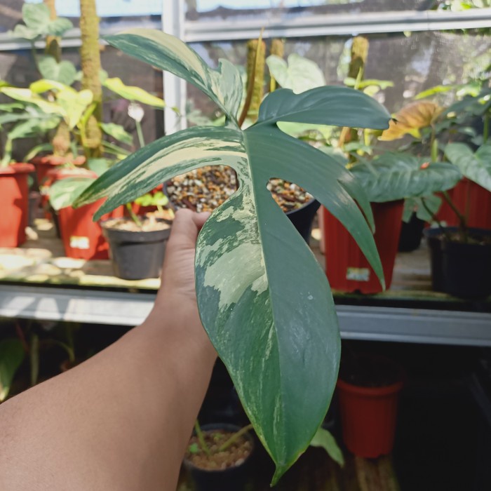 Florida Beauty Variegated 1 Daun Up