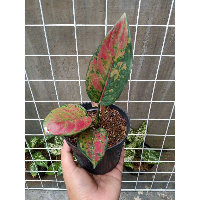 Bunga Aglonema HengHeng Merah Mutasi Minimal 4 Daun