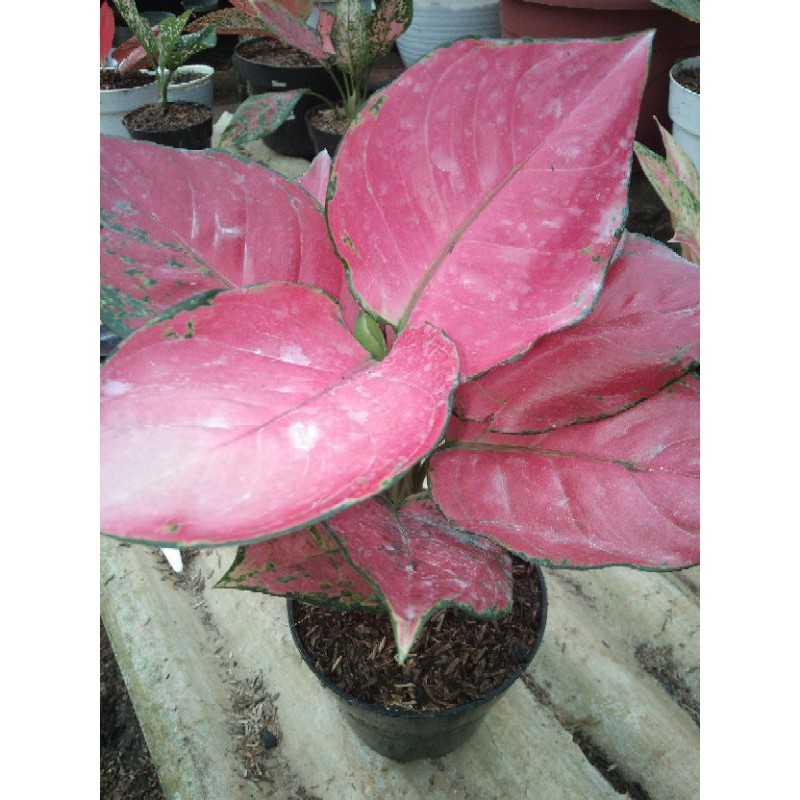 Aglonema pink katrina