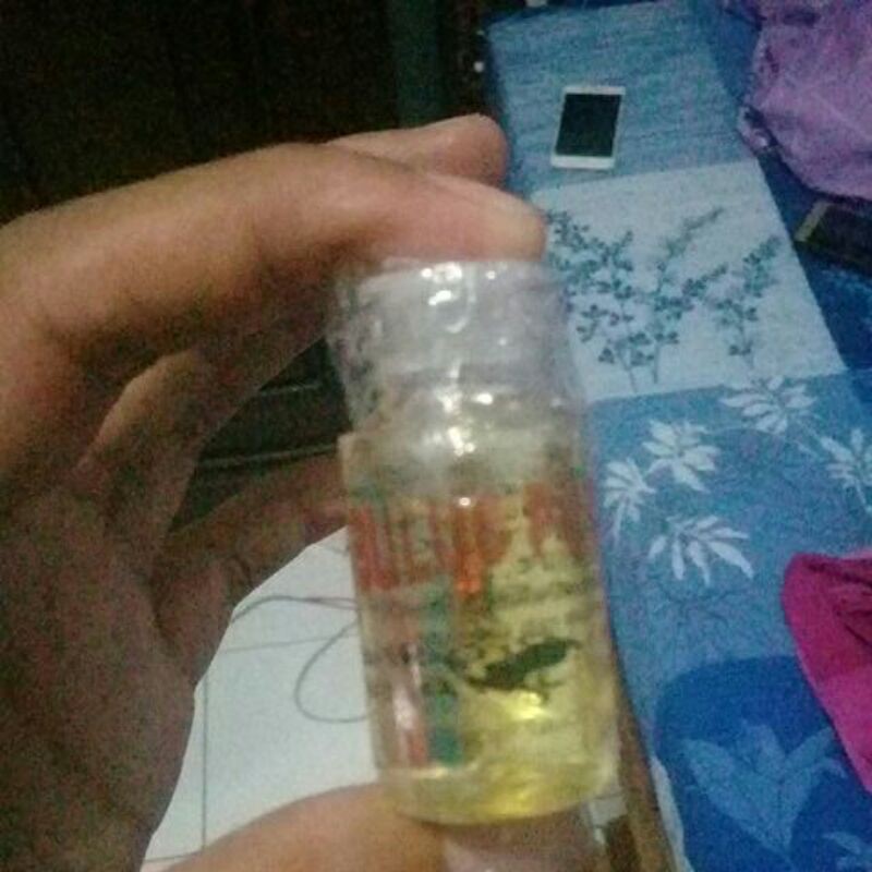 MINYAK BULUS PUTIH ASLI 100%