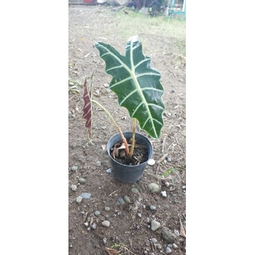 Alocasia Amazonica