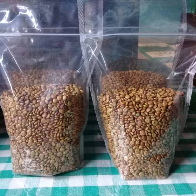 bibit bengkoang unggul