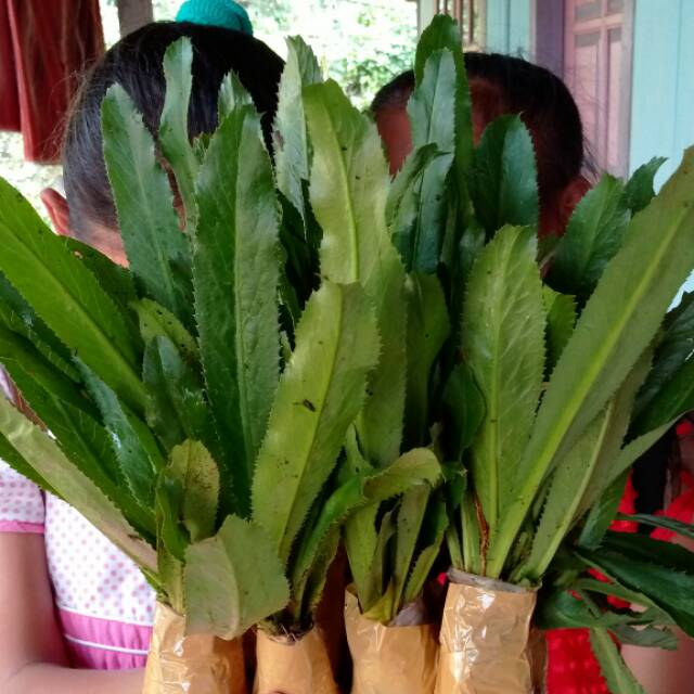 

Tanaman walang sangit