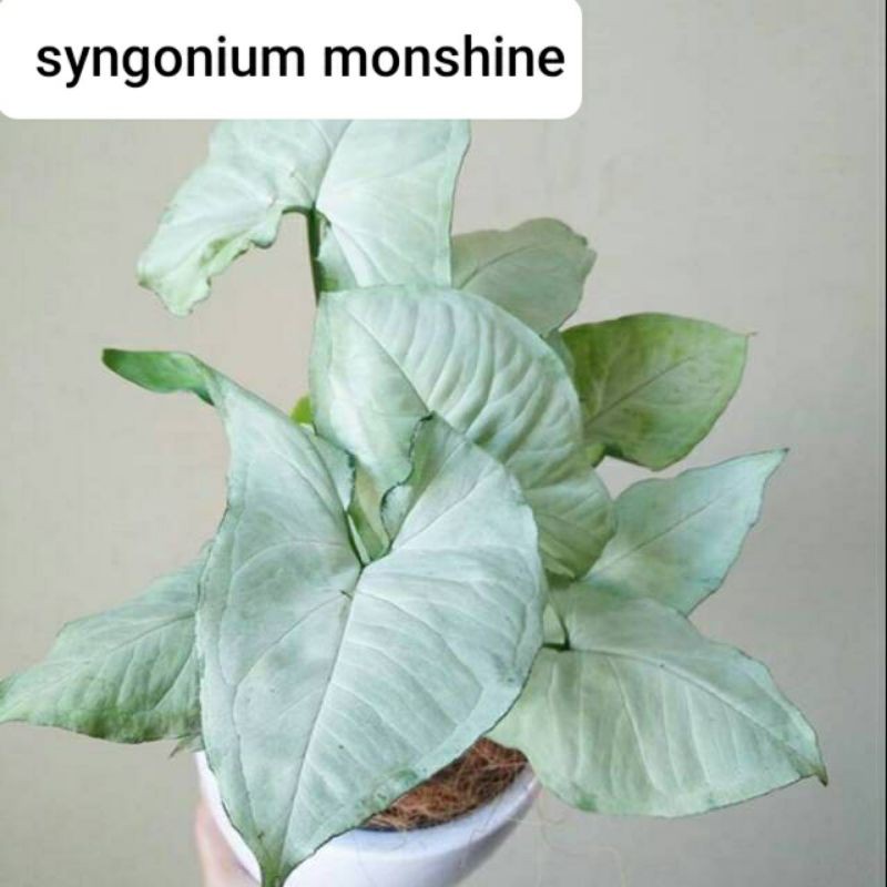 Singonium MONSINE TISU-Singonium tisu white