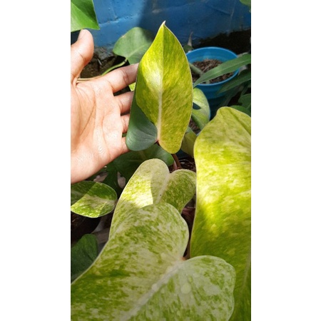 Painted Lady Philodendron