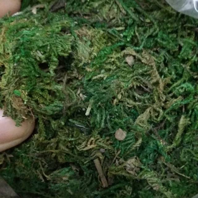 Lumut palsu/Rumput palsu 100gram