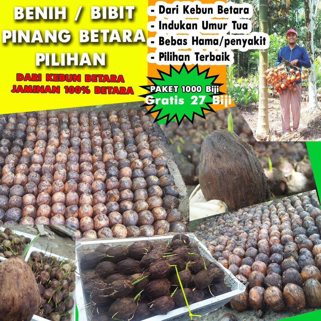 BIBIT PINANG BETARA CAMBAH PILIHAN PAKET 250
