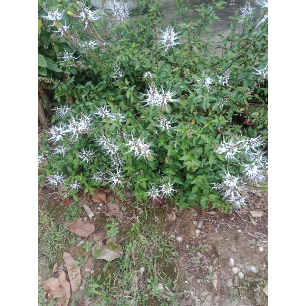 

DAUN KUMIS KUCING SEGAR /50gr