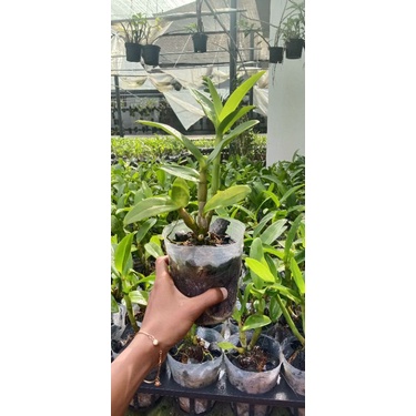 dendrobium arindang blue