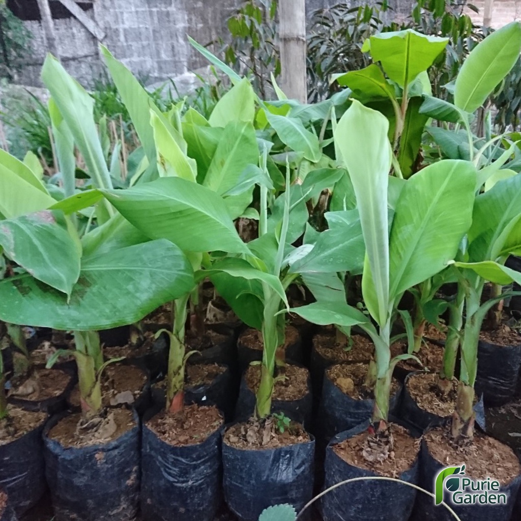 Bibit Tanaman Buah Pisang Cavendish Siap Tanam PG KDR