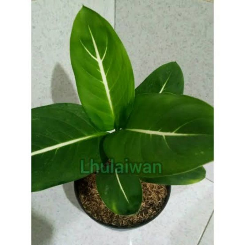 sri rezeki neon termurah