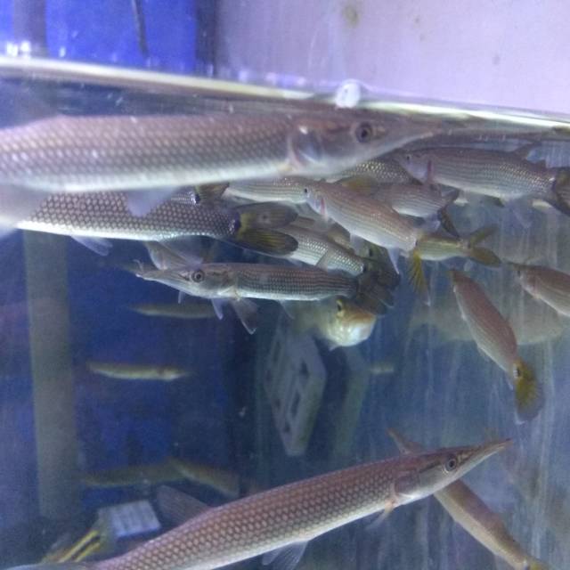 Paket 4 ekor Hujeta Gar