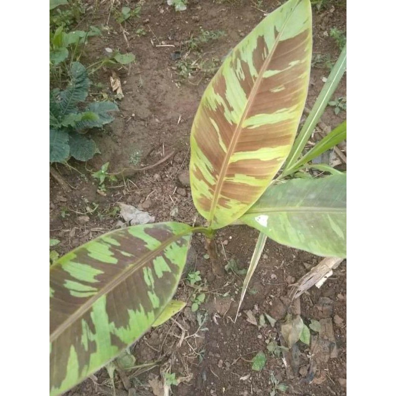 pohon pisang varigata merah