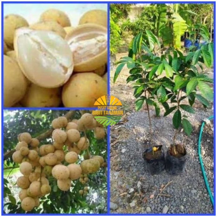Bibit duku tanpa biji