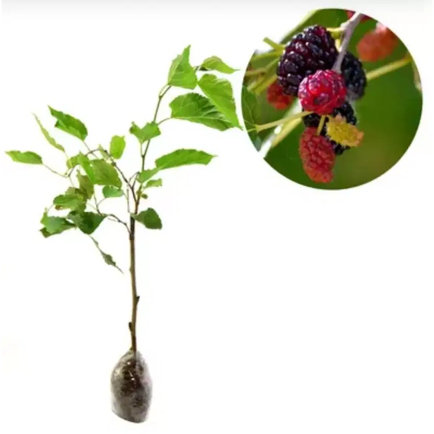 Tanaman Buah Murbei Bibit Buah Murbei Manis