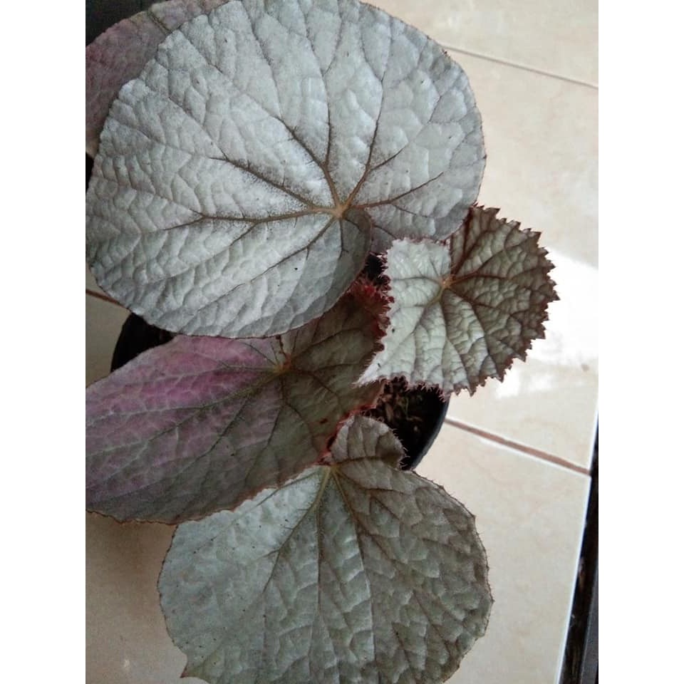 Begonia - Begonia Rex Silver Limbo - Daun Begonia Silver Limbo Tanaman Hias Bunga pohon hidup