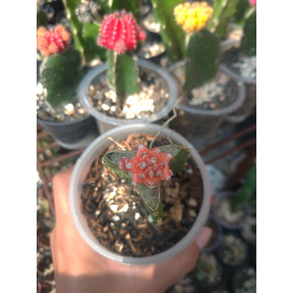 kaktus grafting gymno Starfire aurea