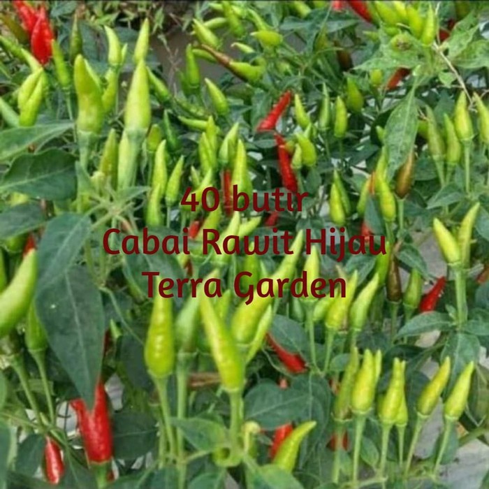 Bibit Benih Biji Cabai Rawit Hijau Cabe Caplak seeds