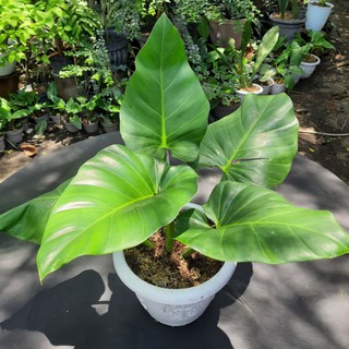 Jual Philodendron Giganteum ( Philo Marble ) | Shopee Indonesia