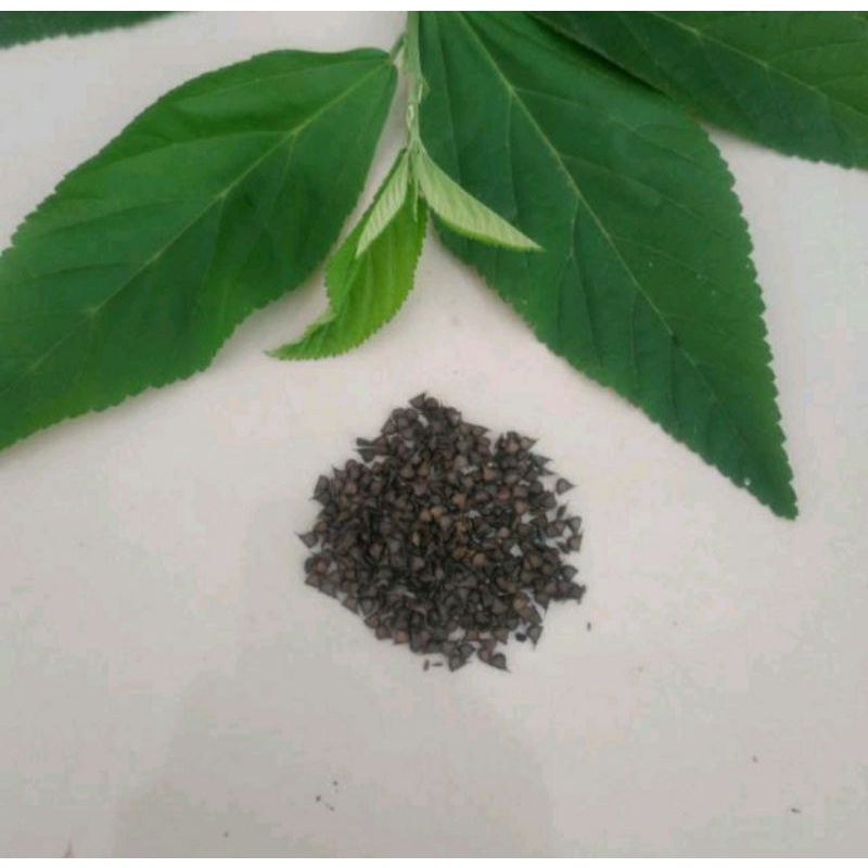 

Benih Biji Sidaguri Jantan 200 Biji / Bibit Sidaguri Jantan / Bibit Sidogiri