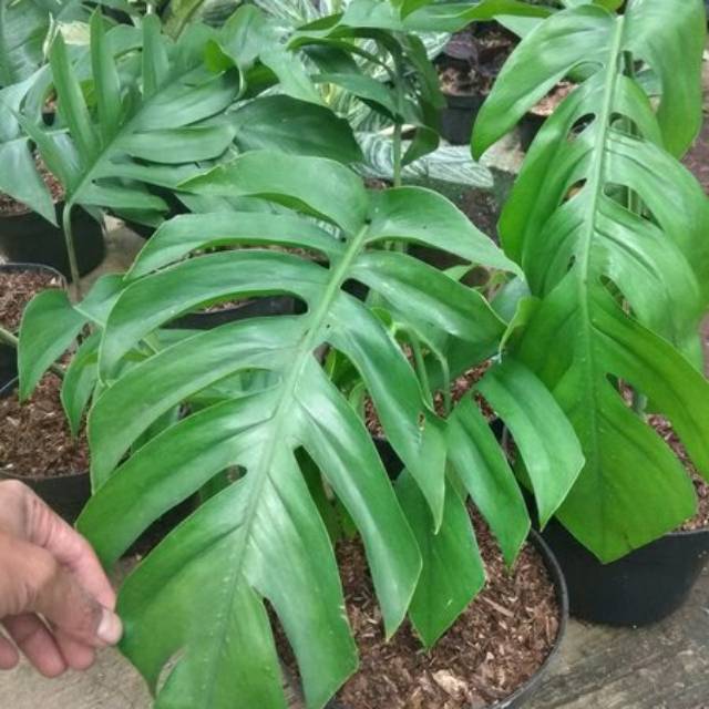 Tanaman Hias Epipremnum Pinnatum Monstera Ekor Naga Shopee Indonesia