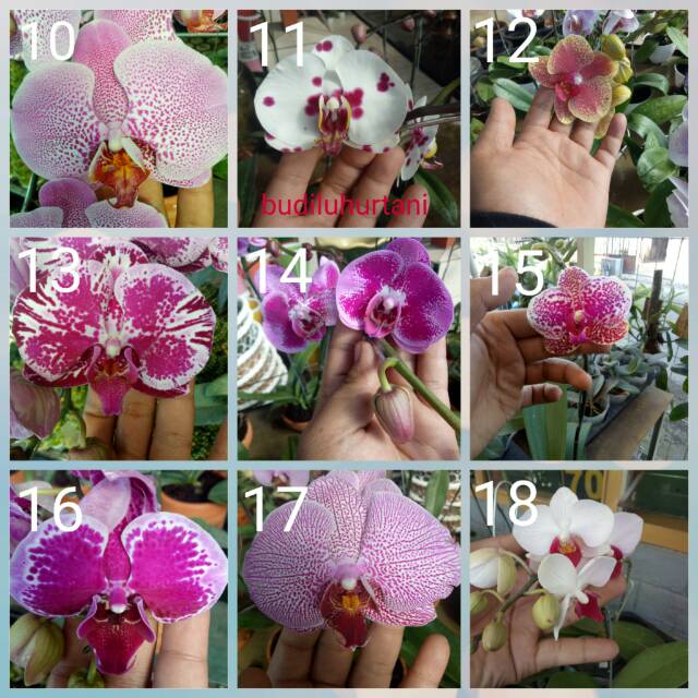 Seedling Anggrek Bulan Hybrid Umur 3-5 Bulan (10 bonus 1) - bunga anggrek
