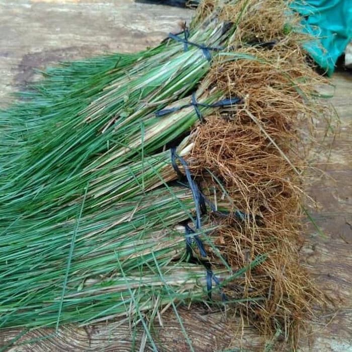 Bibit Rumput vetiver - Akar Wangi Pencegah Erosi atau Longsor