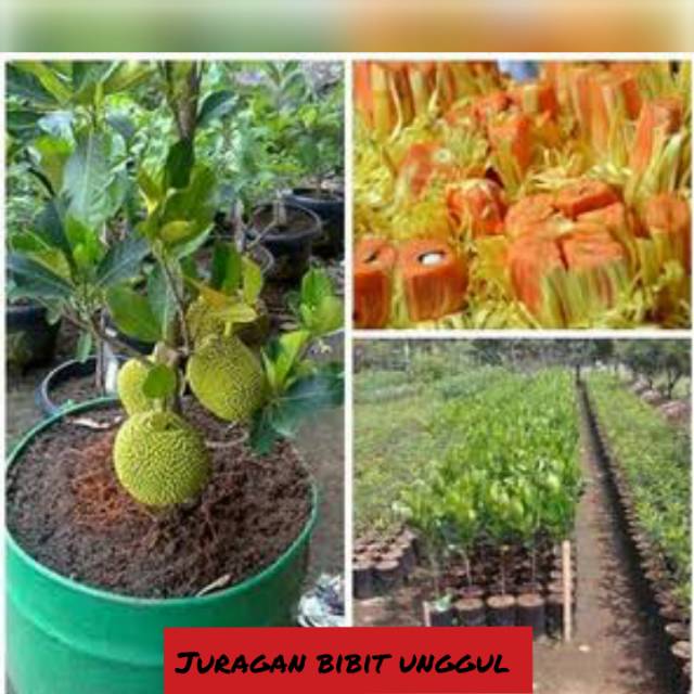 Bibit nangka mini merah