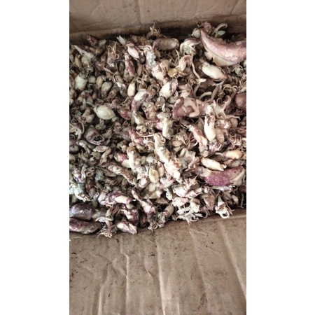 

cumi asin 1kg