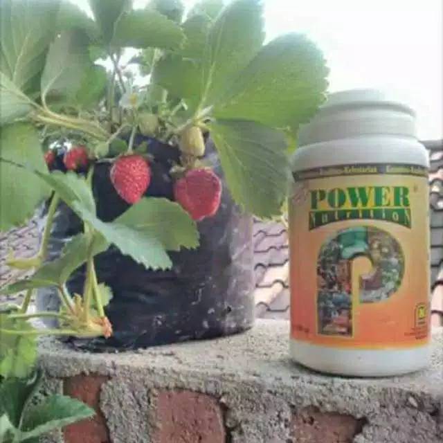 Pupuk nasa perangsang buah