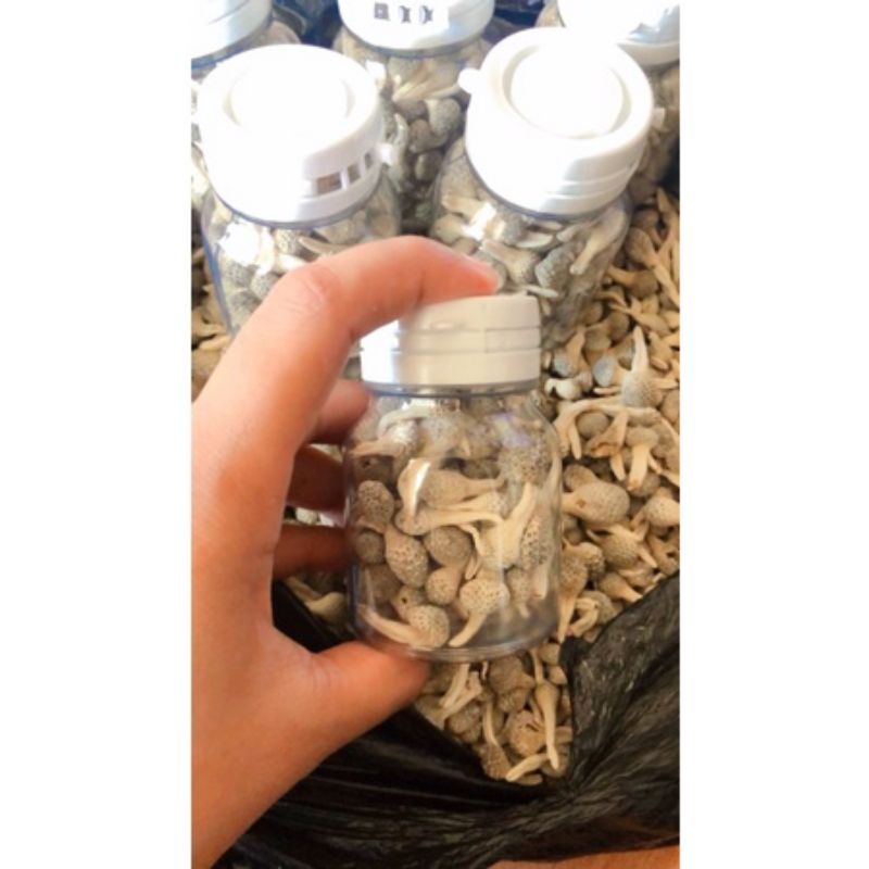 Jual MPOT PUTIH ORIGINAL//MPOT AYAM PUTIH//PAKET USAHA 10BOTOL ...