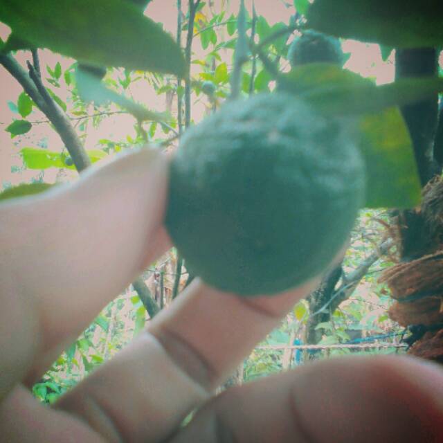 Bibit Buah Jeruk  Paket Bibit Jeruk 