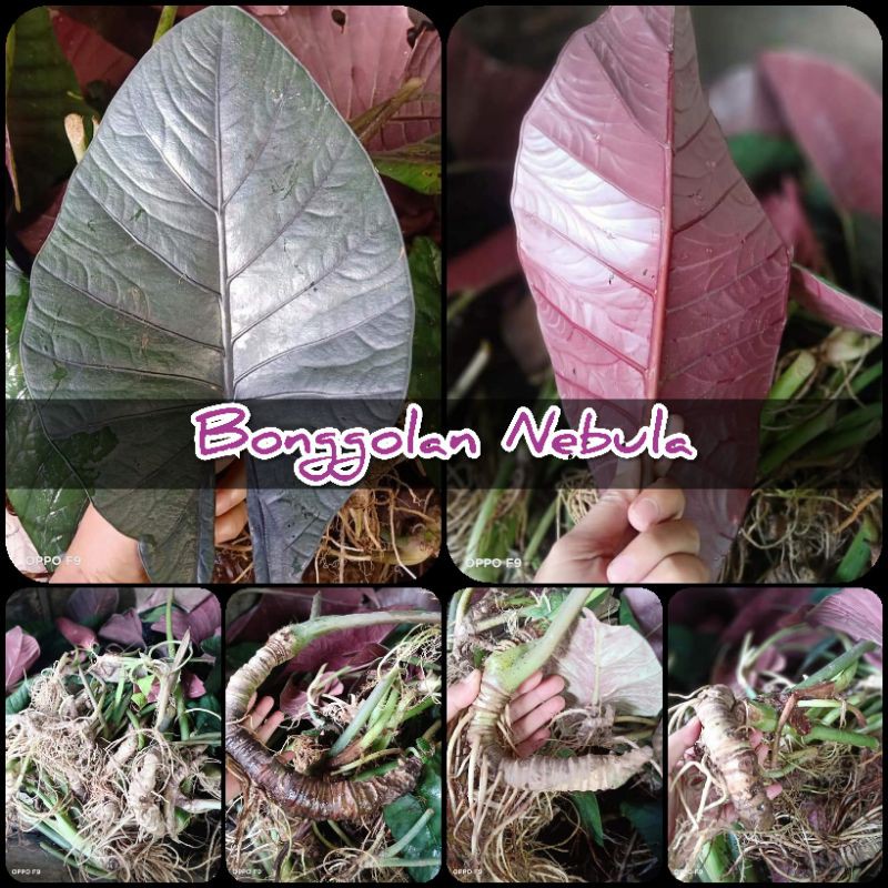 Bonggolan Alocasia Nebula