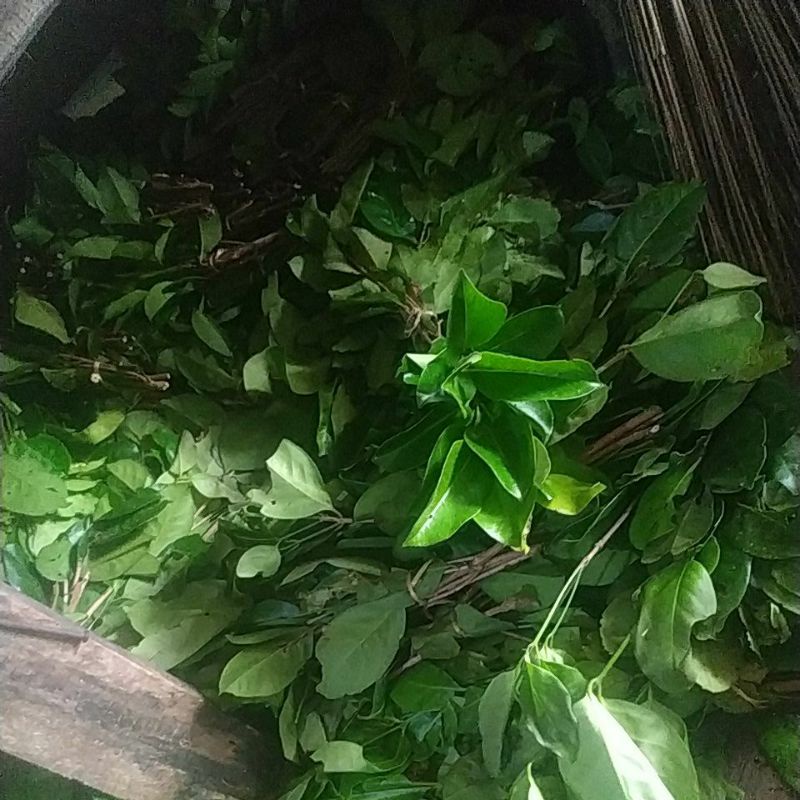 

daun salam|1.ikat 2.000|
